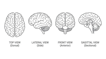 Human Brain Anatomy: Multiple Views - Top, Side, Front, Sagittal Sectional © tonggo