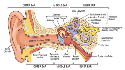 Detailed Anatomical Illustration of the Human Ear Structure © tonggo