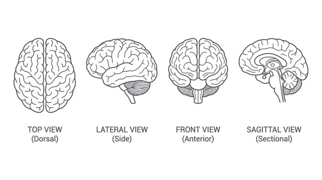 Human Brain Anatomy: Multiple Views - Top, Side, Front, Sagittal Sectional