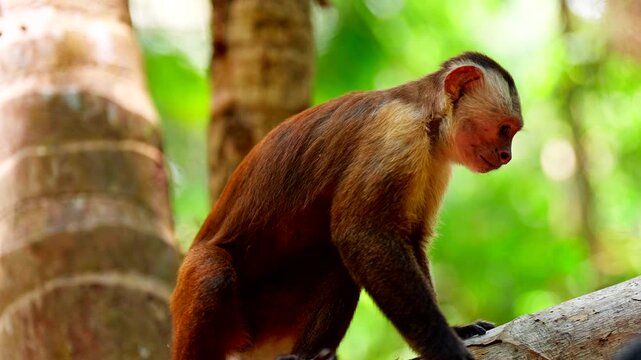 Endemic Santa Marta White-fronted Capuchin In Tayrona National Natural Park In Colombia, South America. Close-up Shot