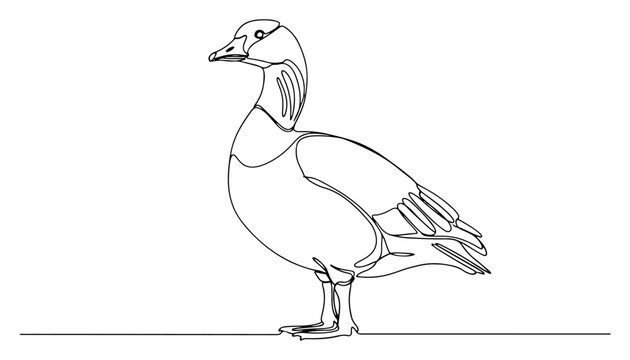 Goose continuous line drawing, minimalist waterfowl bird vector illustration, simple one line art of wild gander for logo or poster