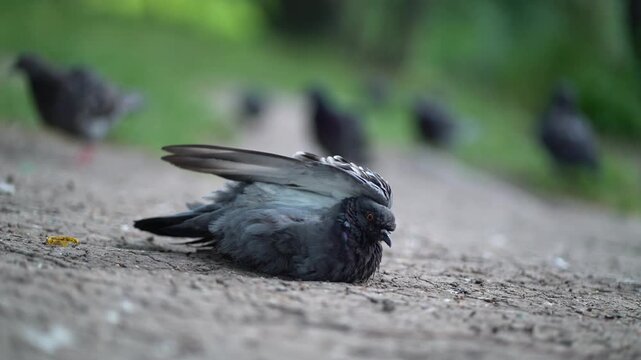 Close-up of a pigeon on the ground spreading its wing to cool from the summer heat. Urban wildlife bird resting on a sunny path.