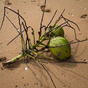 Windfall green coconuts on a sandy Fijian beach