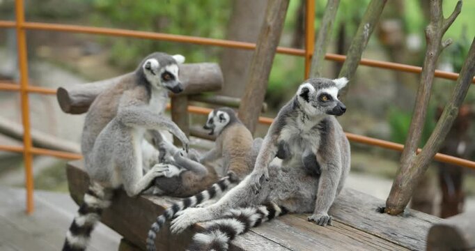 Playful baby ring-tailed lemurs climbing over and bothering adults as lemur troop rests on wooden platform at Jeju Flower Bird Park Hwajoowon in South Korea