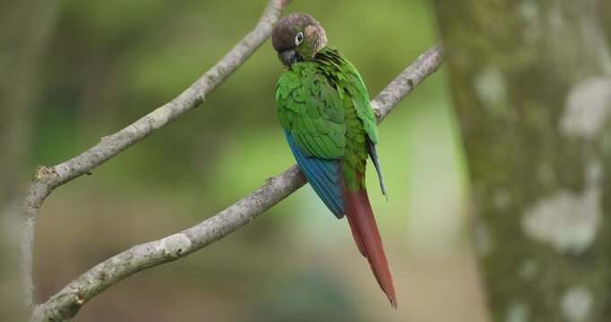 Green-cheeked conure parakeet preening feathers while perched on lichen branch showing maroon tail against green background at Jeju Flower Bird Park Hwajoowon in South Korea