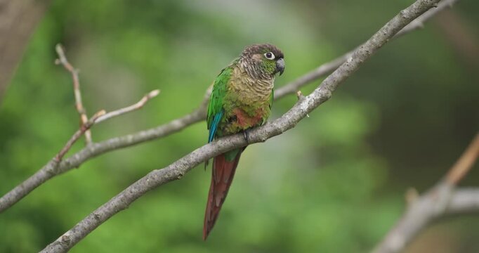Green-cheeked conure parakeet singing with open beak while perched on bare branch against soft green background at Jeju Flower Bird Park Hwajoowon in South Korea