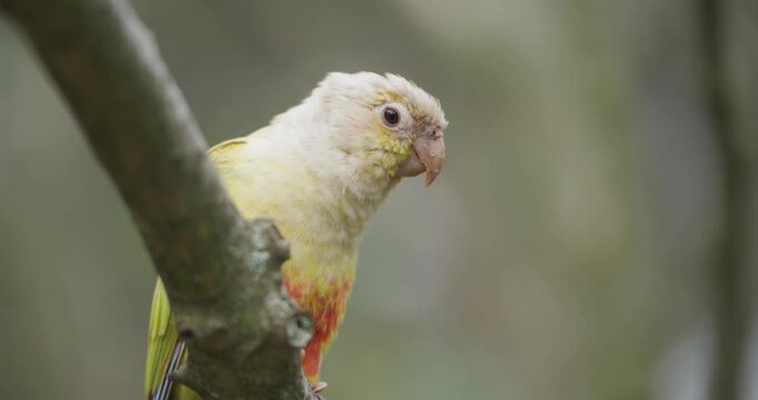 Extreme close-up of pineapple green-cheeked conure parakeet perched on lichen branch against soft muted background at Jeju Flower Bird Park Hwajoowon in South Korea