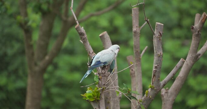 Two blue quaker parrots foraging and eating fresh leaves while perched on pruned tree branches against green background at Jeju Flower Bird Park Hwajoowon in South Korea