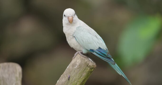 Blue quaker parrot looking around then flying away in slow motion from wooden post against soft green background at Jeju Flower Bird Park Hwajoowon in South Korea