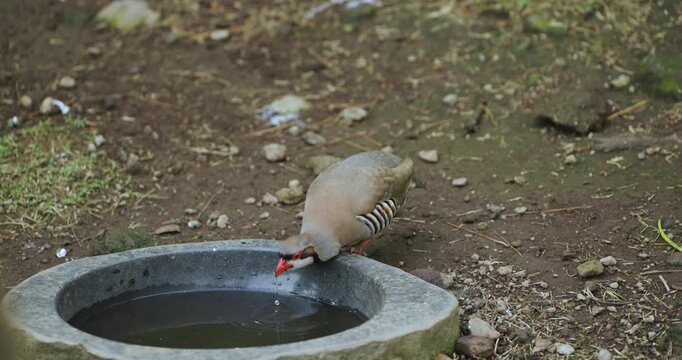 Chukar partridge bending down to drink water from stone basin on bare ground showing barred flanks and red beak at Jeju Flower Bird Park Hwajoowon in South Korea