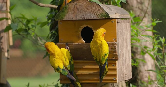 Flock of bright yellow sun conure parrots gathered around wooden birdhouse with entrance hole among green foliage at Jeju Flower Bird Park Hwajoowon, South Korea