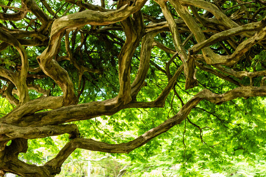 The intertwined tree branches and the canopy in shades of green and yellow. Transform this tree into a stunning work of art created by nature itself.