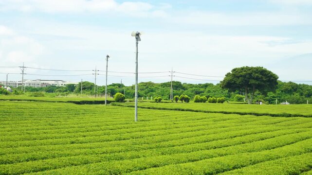 Wide panoramic pan reveals vast flat green tea plantation with frost fan poles stretching to urban treeline under blue summer sky on Jeju Island