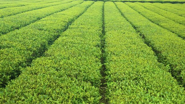 Low aerial pullback reveals vast converging green tea bush rows in striking geometric pattern at Jeju Island tea plantation Korea