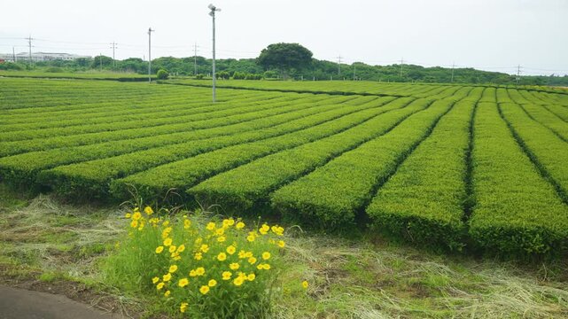 Lush green tea plantation rows on Jeju Island filmed in sideways gliding motion with yellow wildflowers in foreground