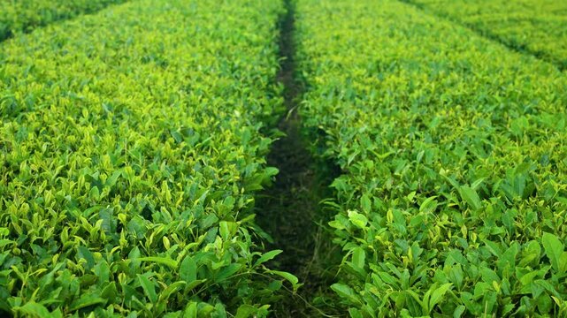 Close-up forward glide between lush green tea bush rows on Jeju Island plantation revealing vivid leaf texture