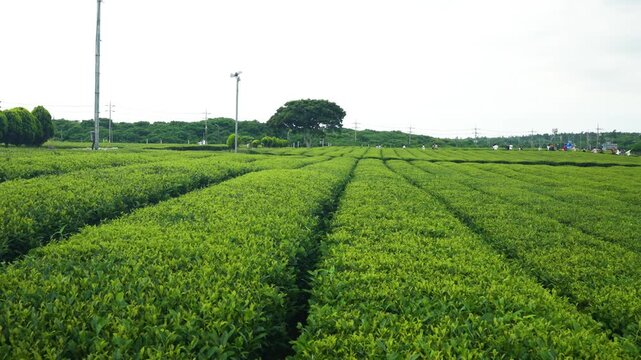 Aerial descent over vast Jeju Island green tea plantation rows with tourists visible in background under overcast sky