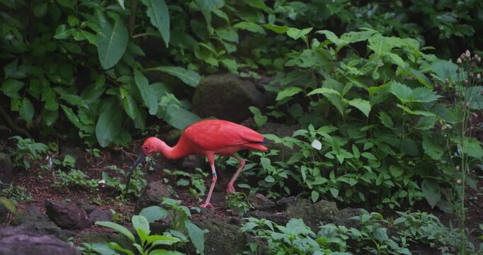 Vivid scarlet ibis with curved dark bill walking and foraging among mossy rocks and lush green foliage in slow motion tracking shot