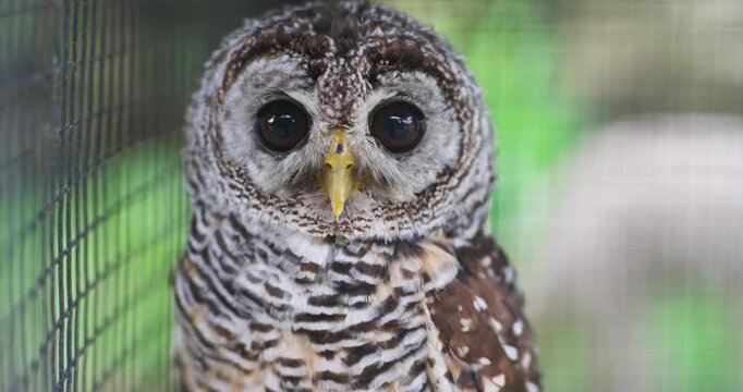Spotted wood owl with large dark eyes and barred plumage staring directly at camera inside aviary enclosure at Hwajoowon Jeju