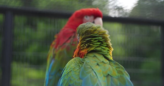 Colorful harlequin macaw spreading wings beside scarlet macaw Ara macao perched in rain inside aviary enclosure at Hwajoowon Jeju