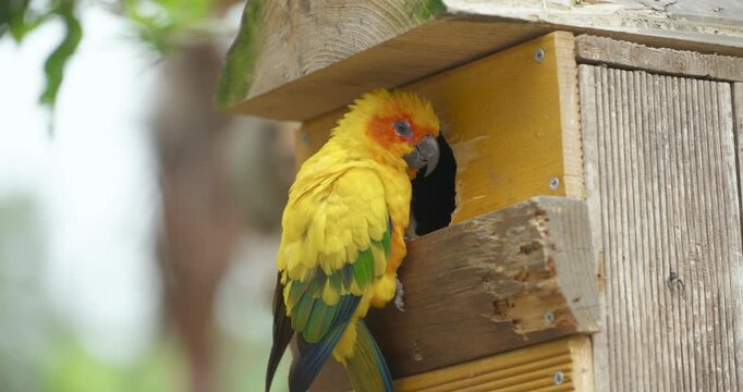 Vibrant sun conure parakeet with yellow orange plumage investigates and enters wooden nesting box in close-up wildlife footage showing vivid colorful feathers