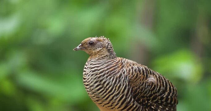 Female Japanese quail with distinctive black and white horizontal barring perches alertly and turns showing beautifully patterned striped plumage against green bokeh background