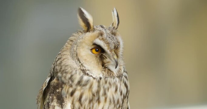 Long-eared owl turns head alertly showing vivid orange eyes prominent ear tufts and streaked brown plumage in extreme close-up portrait with warm bokeh background