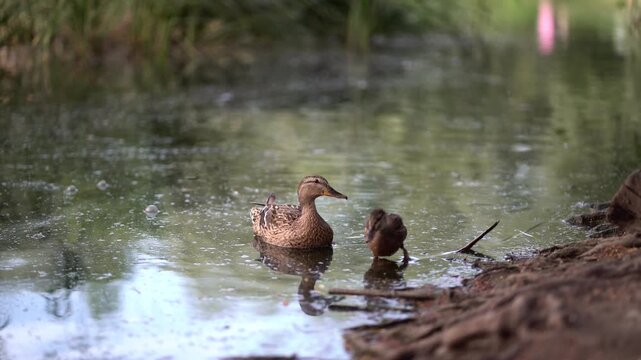 Mallard duck swimming peacefully in a calm pond with its reflection on the water. Serene wildlife nature scene.