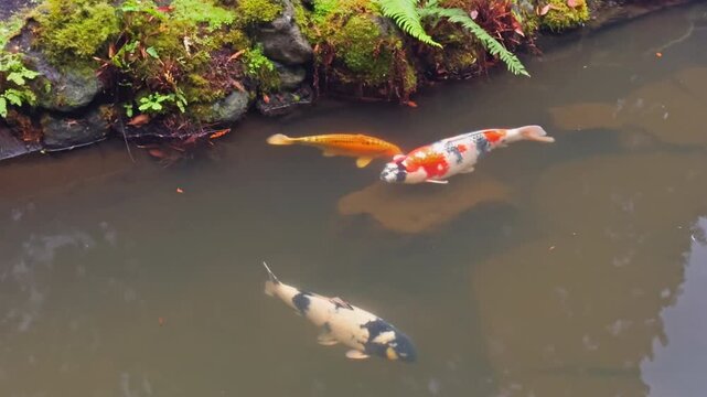 Colorful koi fish swimming beside mossy pond edge in a tranquil garden setting, bumping and moving aside from each other