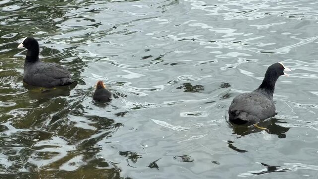 Eurasian coots family with chick floating over lake water surface wildlife