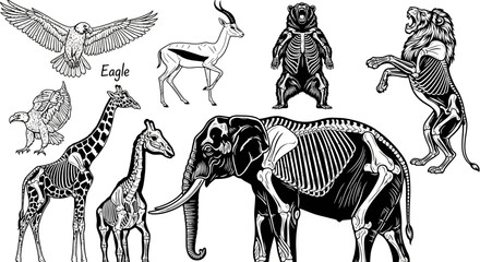 Black and white animal skeletons, wildlife illustrations, elephant, giraffe, eagle, antelope, monkey © Vasant