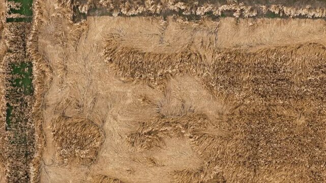 Top-down aerial view of a harvested barley field in the Po Valley, Lombardy, Italy, revealing combine harvester tracks, straw windrows and precision agricultural patterns, drone top down.