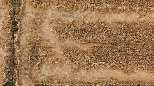 Top-down aerial view of standing barley crop in the Po Valley, Lombardy, Italy, revealing combine harvesting paths, flattened grain, lodging patterns and cereal cultivation, drone top down.