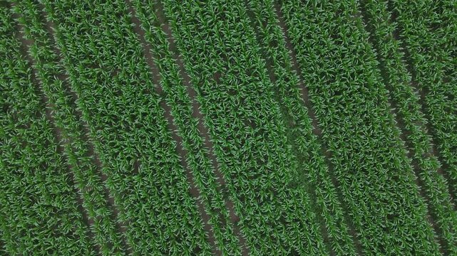 Top-down aerial rotation above a cultivated garlic field showing young Allium sativum plants, parallel planting rows and precision agriculture drone top-down rotation, Po Valley, Monticelli d Ongina