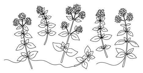 Fototapeta premium Thyme herbs branches with small leaves and flowers in botanical line art style