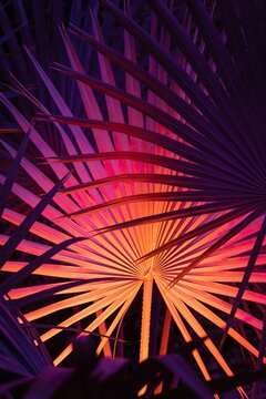 Ethereal neon palm leaves glowing against sunset sky with vibrant abstract light patterns