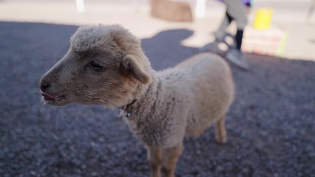 Young sheep with collar sticks out tongue and looks around in outdoor pen area
