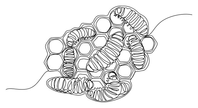 Bee larvae on honeycomb cells for apiculture in continuous line art style