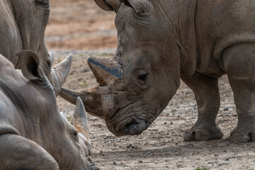 rhino in zoo © Richard