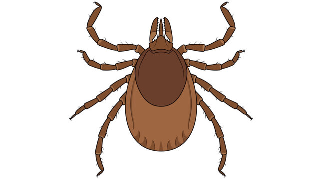 Brown tick insect close up view.