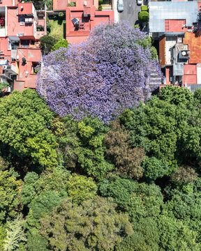 Top-Down Aerial View of Single Blooming Jacaranda Tree Standing Out