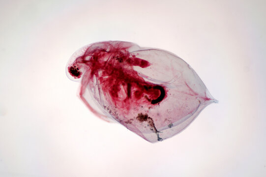 Microscopic View of a Stained Daphnia (Water Flea) Specimen