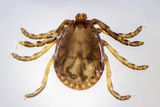 Macro Photograph of a Hard Tick Isolated on White Background