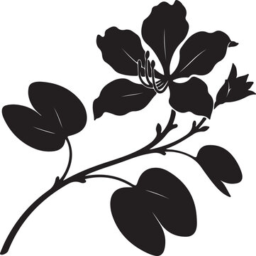 Bauhinia flower silhouette vector, black orchid tree blossom on branch, botanical floral element for elegant wedding invitations and logo design