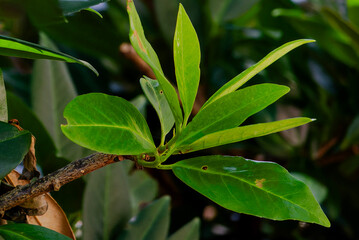  A display of a variety of floral leaves © blightylad