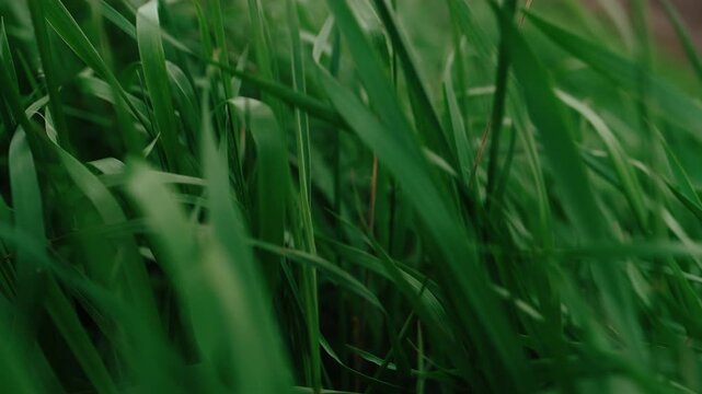 Low ground-level motion view of dense meadow grass showing narrow green blades bending, overlapping, and swaying with soft light, subtle texture, and blurred background in calm outdoor setting