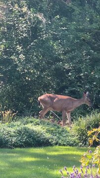 Black Tail Deer Walking and Eating in a Backyard