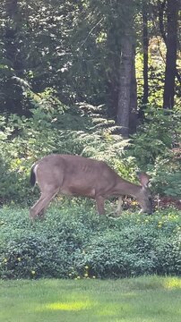 Black Tail Deer Walking and Eating in a Backyard