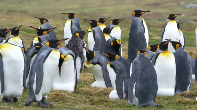 Colony of King Penguins in the Falkland Islands. One is Molting Teenager. Mothers Pregnant with Eggs. Standing Around Natural Habitat Wildlife