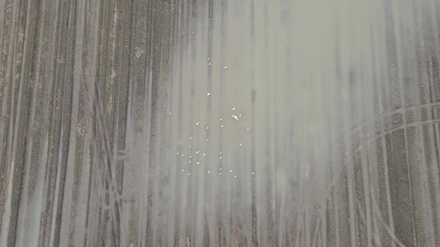Aerial view of flock of birds taking off from muddy field.